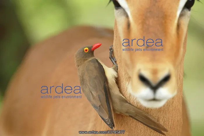 : Impala. Red-billed Oxpecker (Buphagus erythrorhynchus) perched on Impala : Impala. Red-billed Oxpecker (Buphagus erythrorhynchus) perched on Impala