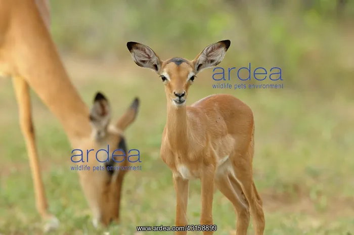 : Impala. baby Impala (Aepyceros melampus) looking at the camera with its mother in the back : Impala. baby Impala (Aepyceros melampus) looking at the camera with its mother in the back