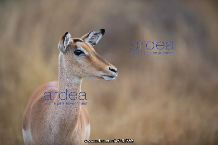: Impala. Female Impala (aepyceros melampus) side portrait : Impala. Female Impala (aepyceros melampus) side portrait