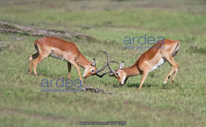 : Impala. Male Impalas (Aepyceros melampus) competing for dominance : Impala. Male Impalas (Aepyceros melampus) competing for dominance