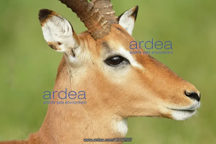 : Impala (Aepyceros melampus), portrait of a male : Impala (Aepyceros melampus), portrait of a male