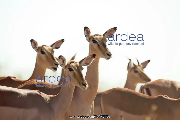 : Impala (Aepyceros melampus) herd looking into distance : Impala (Aepyceros melampus) herd looking into distance