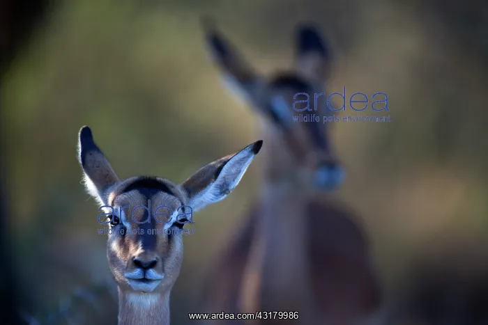  : Impala (Aepyceros melampus) portrait