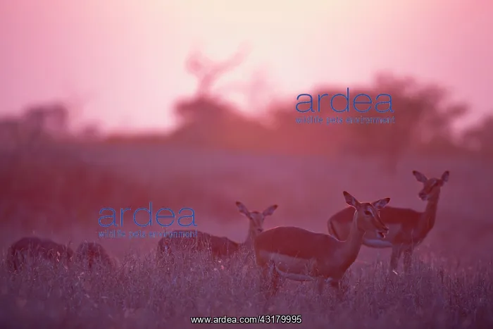 : Impala (Aepyceros melampus) herd foraging in high grass at sunset : Impala (Aepyceros melampus) herd foraging in high grass at sunset