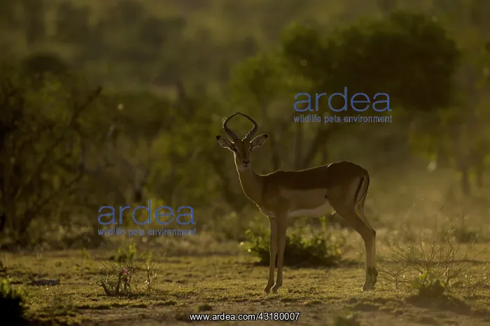 : Impala (Aepyceros melampus) standing in golden light : Impala (Aepyceros melampus) standing in golden light