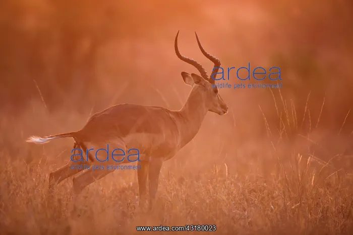 : Impala (Aepyceros melampus) buck dropping pellets at sunset : Impala (Aepyceros melampus) buck dropping pellets at sunset