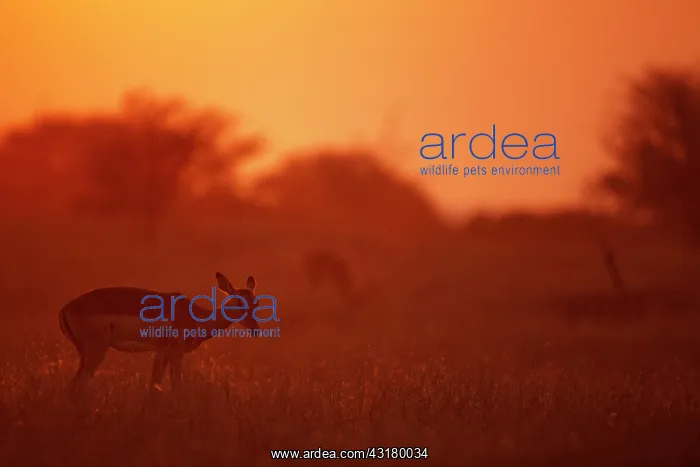 : Impala (Aepyceros melampus) foraging in grassland at sunset : Impala (Aepyceros melampus) foraging in grassland at sunset