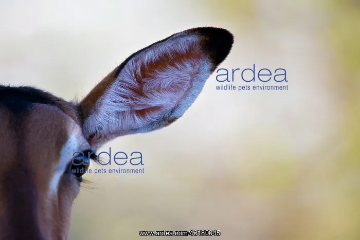 : Impala (Aepyceros melampus) closeup of ear : Impala (Aepyceros melampus) closeup of ear