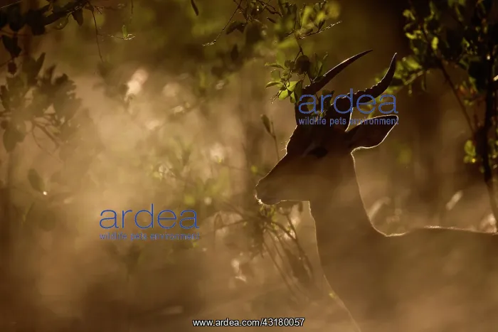 : Impala (Aepyceros melampus) foraging in bushes at sunset : Impala (Aepyceros melampus) foraging in bushes at sunset