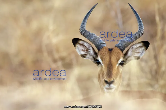 : Impala (Aepyceros melampus) portrait : Impala (Aepyceros melampus) portrait