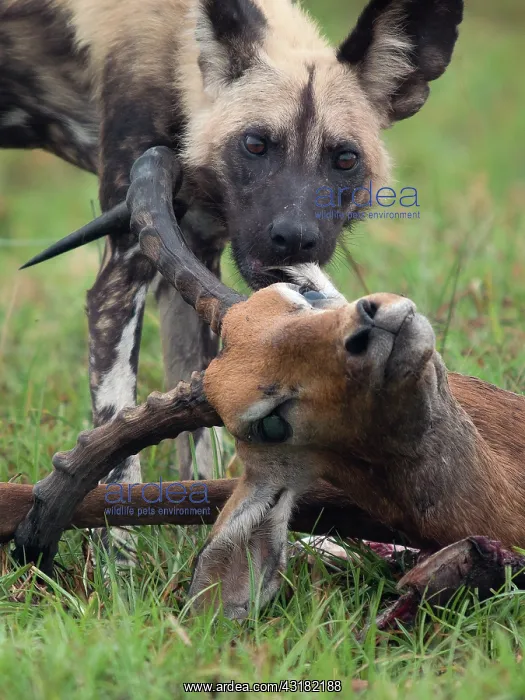 : Impala. African Wild Dog (Lycaon pictus) close up with Impala (Aepyceros melampus) head : Impala. African Wild Dog (Lycaon pictus) close up with Impala (Aepyceros melampus) head