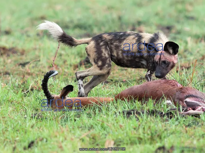 : Impala. African Wild Dog (Lycaon pictus) standing next to dead Impala (Aepyceros melampus) : Impala. African Wild Dog (Lycaon pictus) standing next to dead Impala (Aepyceros melampus)