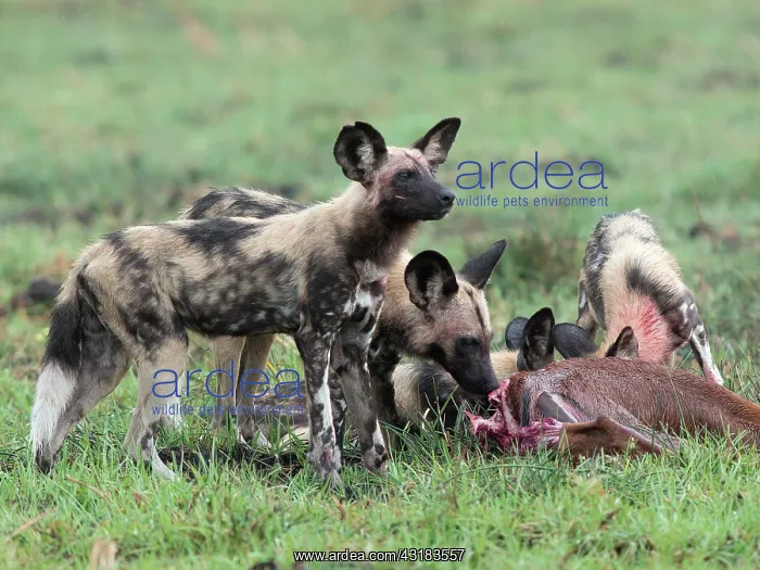 : Impala. African Wild Dog (Lycaon pictus) feeding on an Impala (Aepyceros melampus) : Impala. African Wild Dog (Lycaon pictus) feeding on an Impala (Aepyceros melampus)