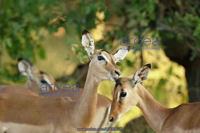 : Impala (Aepyceros melampus) pair of females grooming : Impala (Aepyceros melampus) pair of females grooming