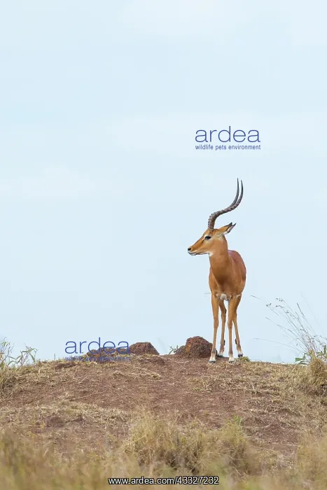  : Impala (Aepyceros melampus) standing on a ridge, Kenya, Masai Mara National Reserve