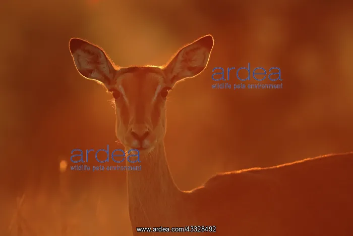 : Impala. Portrait of an Impala (Aepyceros melampus) ewe in backlight : Impala. Portrait of an Impala (Aepyceros melampus) ewe in backlight
