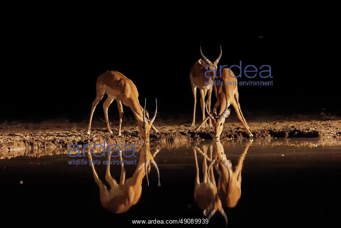 : Impala. Afrique, Afrique de l'Est, Kenya, Shompole Community : Impala. Afrique, Afrique de l'Est, Kenya, Shompole Community