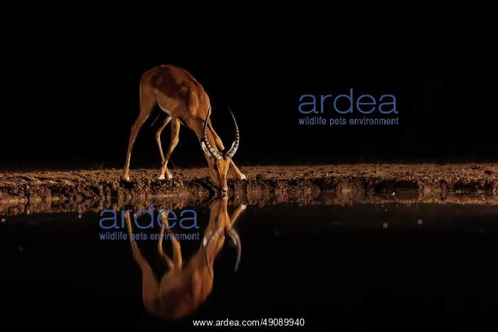 : Impala. Afrique, Afrique de l'Est, Kenya, Shompole Community : Impala. Afrique, Afrique de l'Est, Kenya, Shompole Community