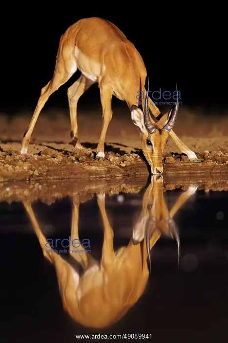 : Impala. Afrique, Afrique de l'Est, Kenya, Shompole Community : Impala. Afrique, Afrique de l'Est, Kenya, Shompole Community