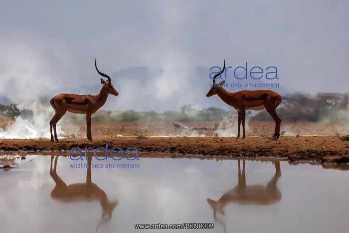 : Impala. Afrique, Afrique de l'Est, Kenya, Shompole Community : Impala. Afrique, Afrique de l'Est, Kenya, Shompole Community