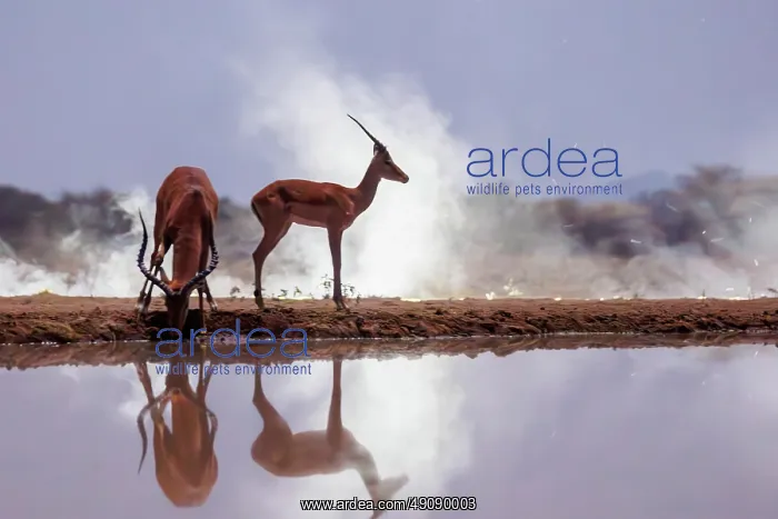 : Impala. Afrique, Afrique de l'Est, Kenya, Shompole Community : Impala. Afrique, Afrique de l'Est, Kenya, Shompole Community