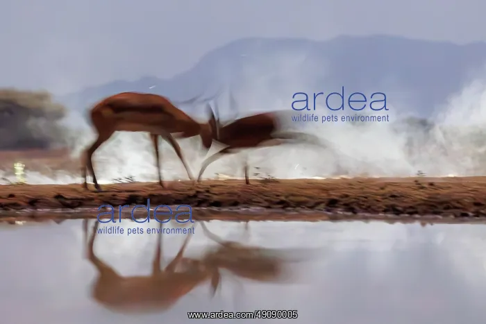 : Impala. Afrique, Afrique de l'Est, Kenya, Shompole Community : Impala. Afrique, Afrique de l'Est, Kenya, Shompole Community