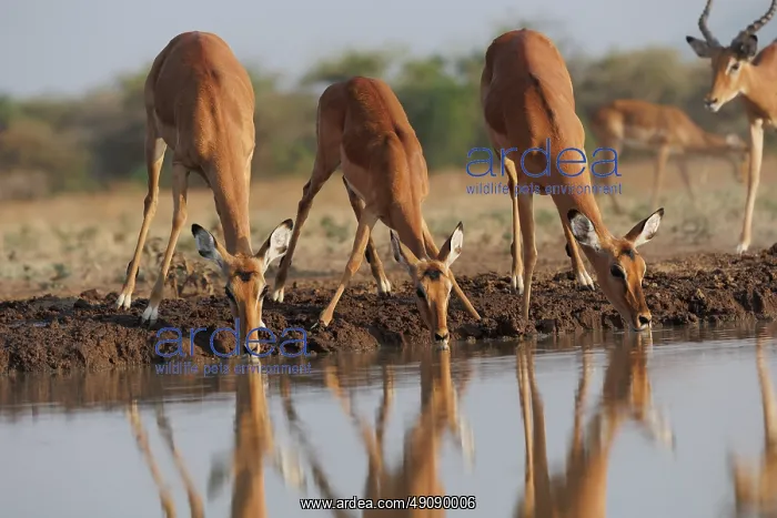 : Impala. Afrique, Afrique de l'Est, Kenya, Shompole Community : Impala. Afrique, Afrique de l'Est, Kenya, Shompole Community