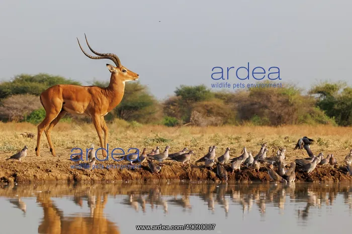 : Impala. Afrique, Afrique de l'Est, Kenya, Shompole Community : Impala. Afrique, Afrique de l'Est, Kenya, Shompole Community
