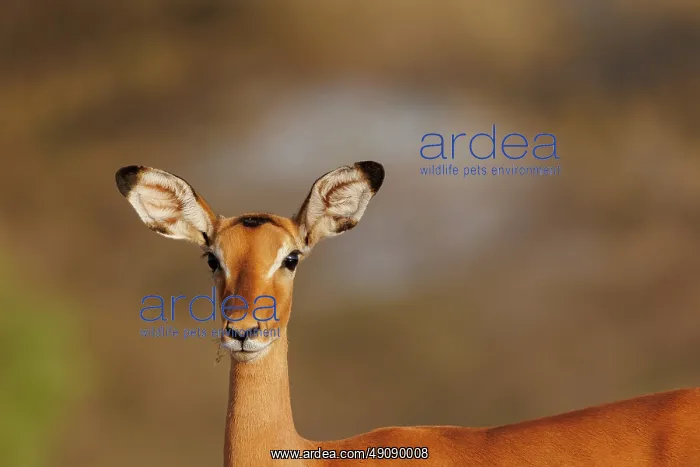 : Impala. Afrique, Afrique de l'Est, Kenya, Shompole Community : Impala. Afrique, Afrique de l'Est, Kenya, Shompole Community
