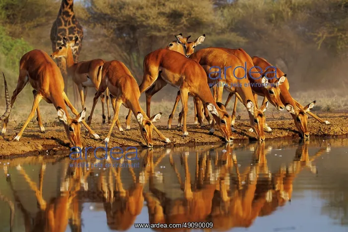 : Impala. Afrique, Afrique de l'Est, Kenya, Shompole Community : Impala. Afrique, Afrique de l'Est, Kenya, Shompole Community