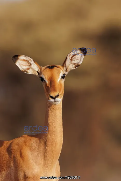 : Impala. Afrique, Afrique de l'Est, Kenya, Shompole Community : Impala. Afrique, Afrique de l'Est, Kenya, Shompole Community