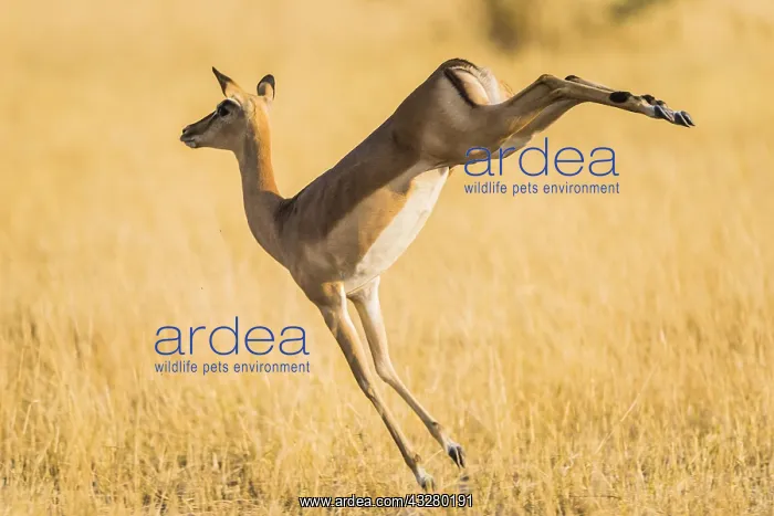 : Impala (Aepyceros melampus), female jumping on the : Impala (Aepyceros melampus), female jumping on the