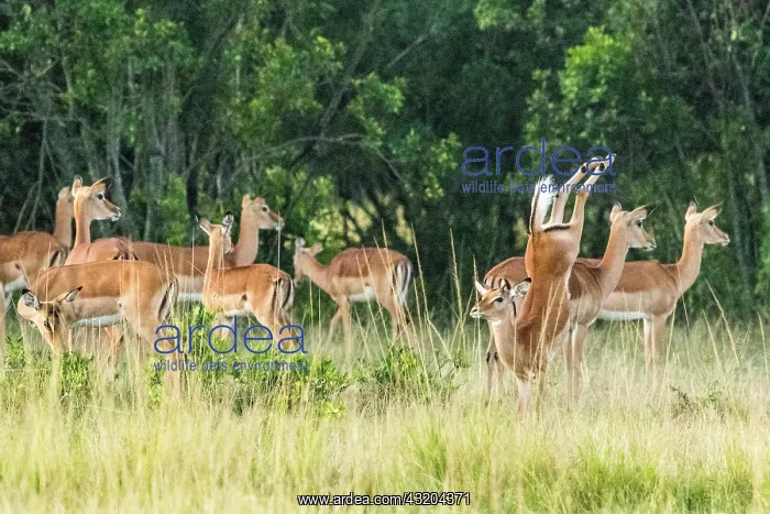 : Impala (Aepyceros melampus), female leaping, Masai-Mara : Impala (Aepyceros melampus), female leaping, Masai-Mara