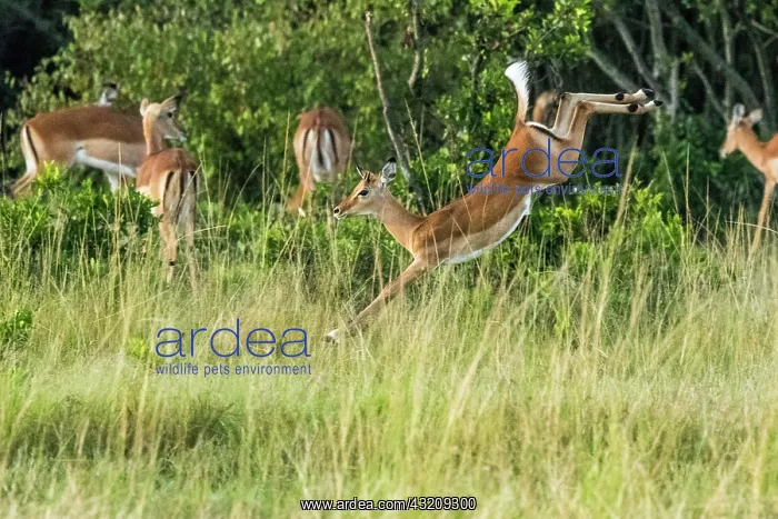 : Impala (Aepyceros melampus), female leaping, Masai-Mara : Impala (Aepyceros melampus), female leaping, Masai-Mara