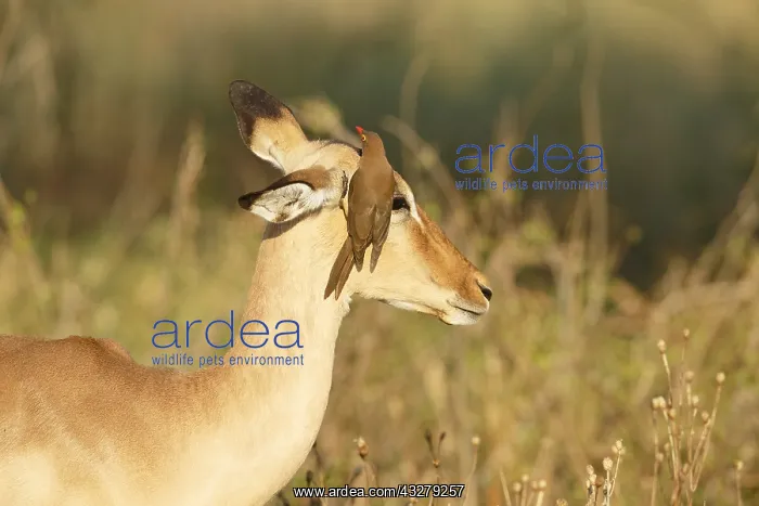 : Impala (Aepyceros melampus) female with Red-bil : Impala (Aepyceros melampus) female with Red-bil