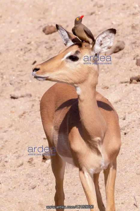 : Impala (Aepyceros melampus), female with a Red-billed : Impala (Aepyceros melampus), female with a Red-billed