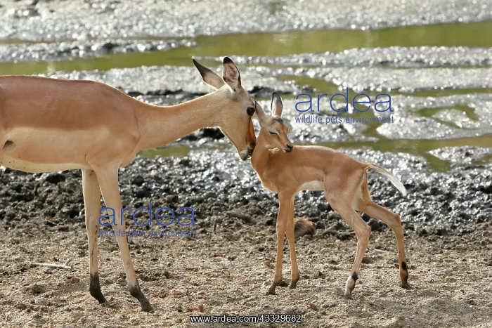 : Impala (Aepyceros melampus) female and young, Kruger : Impala (Aepyceros melampus) female and young, Kruger