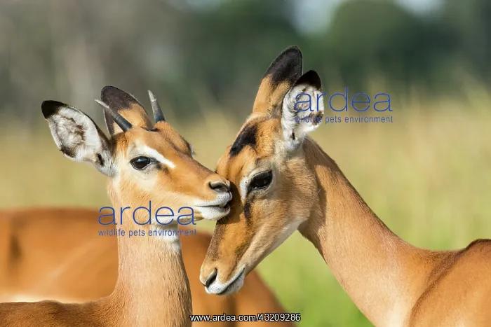 : Impala (Aepyceros melampus), female and young male : Impala (Aepyceros melampus), female and young male