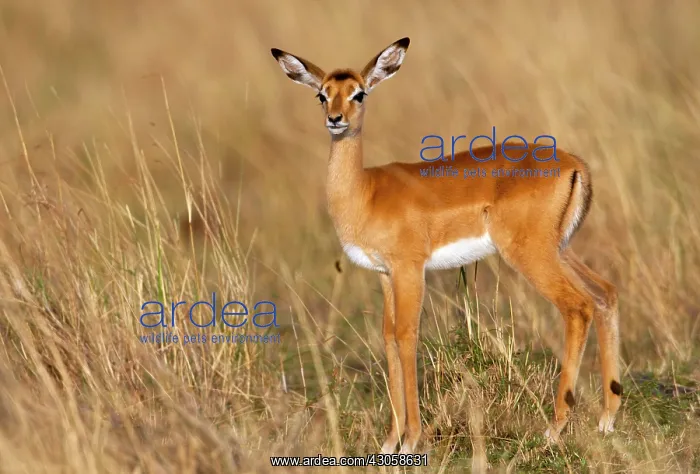 : Impala (Aepyceros melampus) in grass, Kenya : Impala (Aepyceros melampus) in grass, Kenya