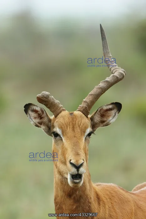 : Impala (Aepyceros melampus) Impala male with broken : Impala (Aepyceros melampus) Impala male with broken
