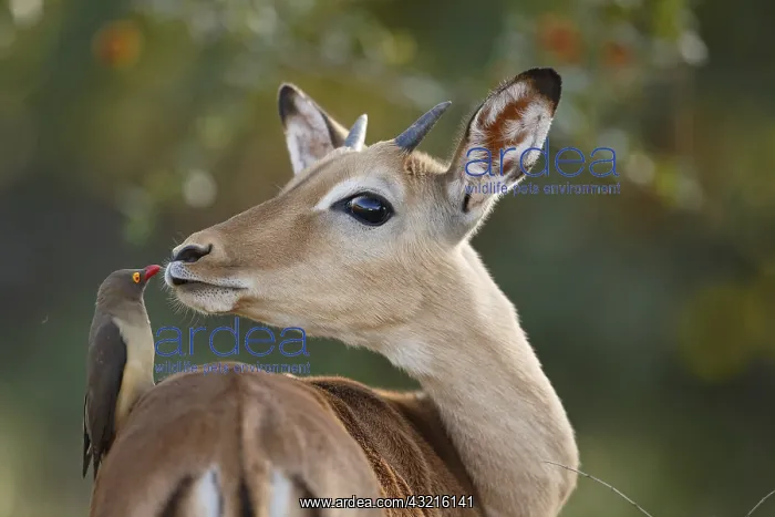 : Impala (Aepyceros melampus) looking at Red-bill : Impala (Aepyceros melampus) looking at Red-bill