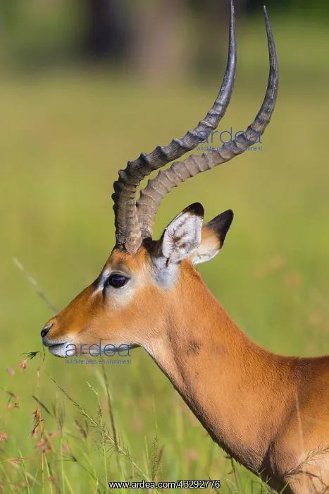 : Impala (Aepyceros melampus), male, animal portrait : Impala (Aepyceros melampus), male, animal portrait