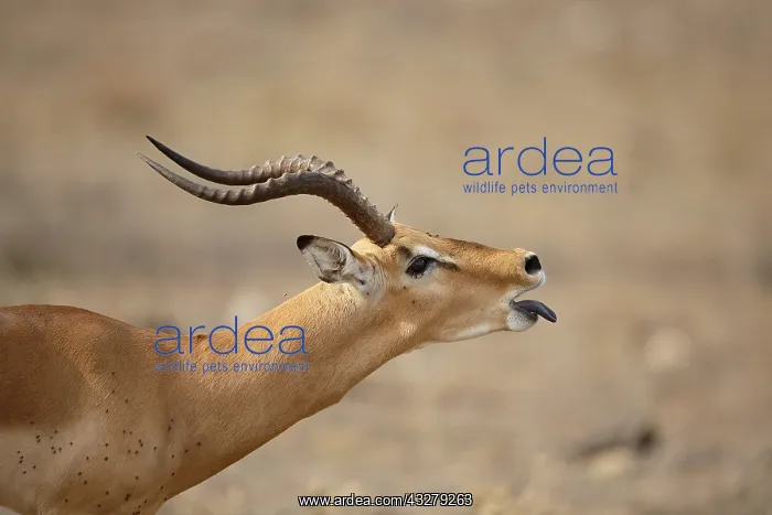 : Impala (Aepyceros melampus) male, roaring displ : Impala (Aepyceros melampus) male, roaring displ