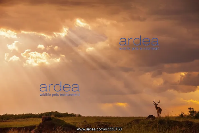 : Impala (Aepyceros melampus), male silhouetted against : Impala (Aepyceros melampus), male silhouetted against