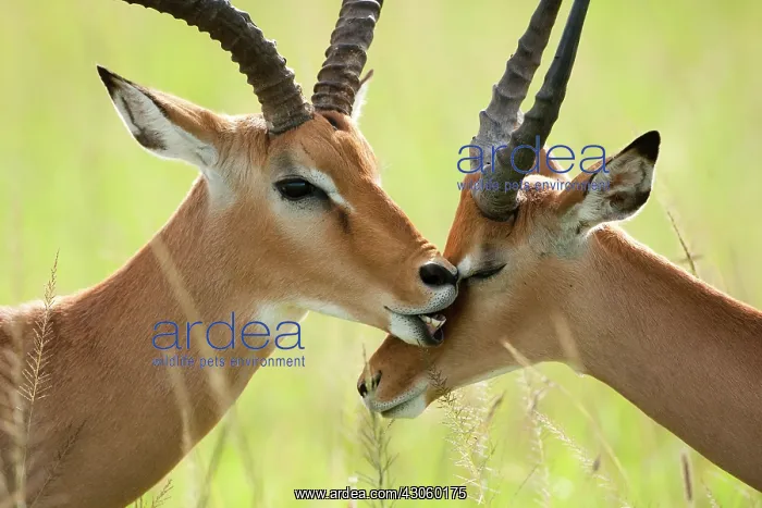 : Impala, Aepyceros melampus, in the Masai : Impala, Aepyceros melampus, in the Masai