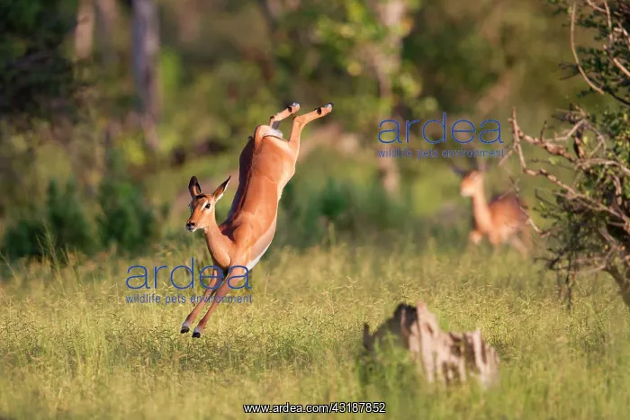 : Impala (Aepyceros melampus melampus) leaping, Okavango : Impala (Aepyceros melampus melampus) leaping, Okavango