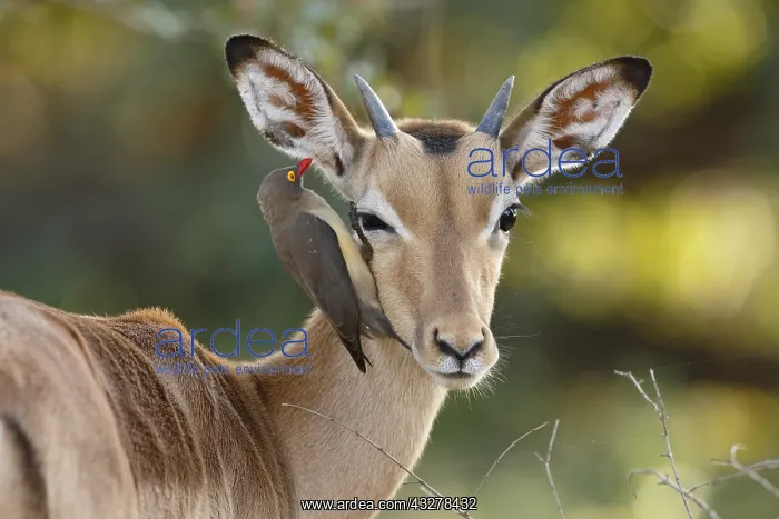 : Impala (Aepyceros melampus) with Red-billed Oxp : Impala (Aepyceros melampus) with Red-billed Oxp