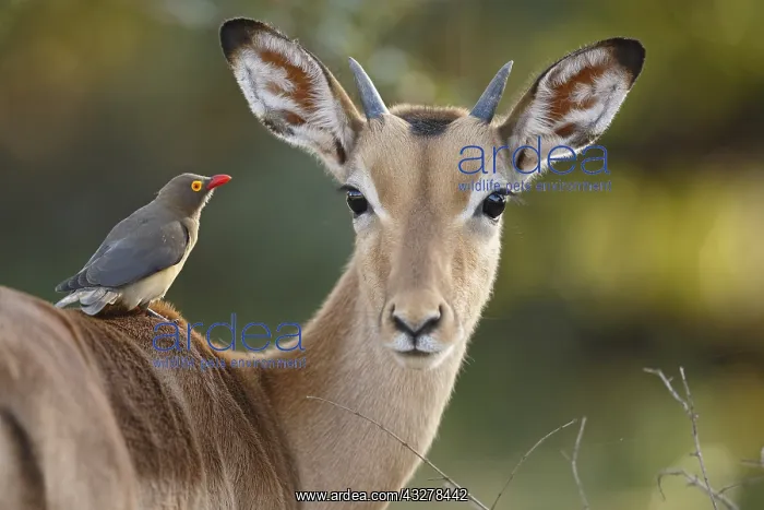  : Impala (Aepyceros melampus) with Red-billed Oxp