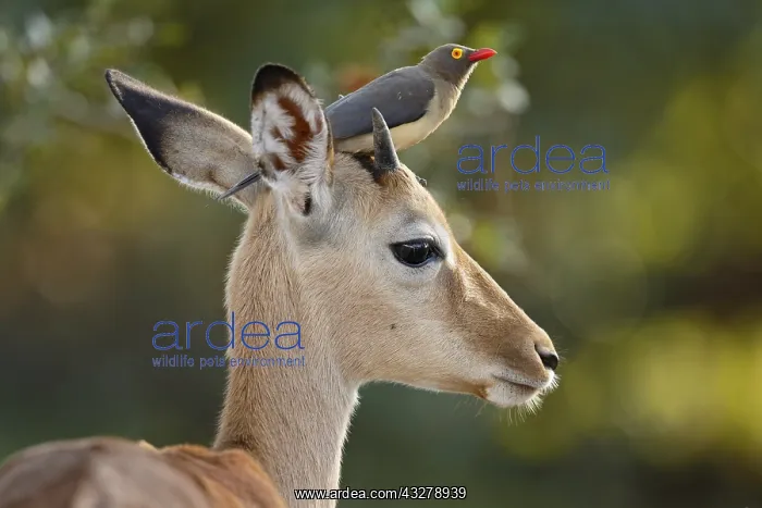 : Impala (Aepyceros melampus) with Red-billed Oxp : Impala (Aepyceros melampus) with Red-billed Oxp