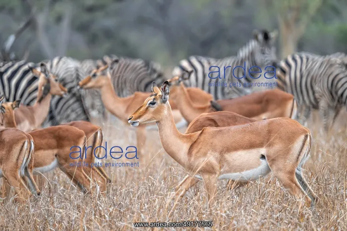 : Impala (Aepyceros melampus) with red-billed oxpecker (Buphagus erythrorynchus) : Impala (Aepyceros melampus) with red-billed oxpecker (Buphagus erythrorynchus)